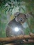 Healesville Sanctuary
