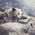 The Grizzly Book Club