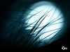 Silent Night