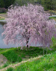 Lakeside Elements