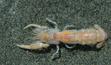 The Planet of the Obscenely Giant Shrimp