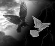 Crow and the white feather