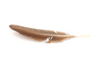 Celebration of Flight