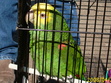 Parrot in a Cage