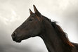 ‘Mane Chance horse sanctuary’ – Writing contest