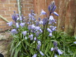 Spring in England