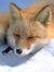 Kitsune
