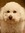 Toby