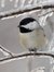 Birdeena