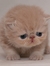 Kushal