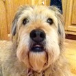 Bailey Bailey