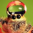 Spider the Doof Warrior Spider the Doof Warrior