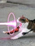 Laser Cat