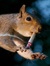Smoking Squirrel
