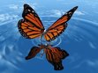 dreams_of_a_butterfly dreams_of_a_butterfly