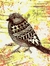 TheBirdNerd