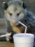 the Lady of the Possums