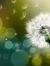 Dandeliongirl