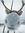 Caribou Reviews