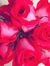 xoxokrisa