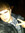 Brad