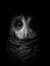 Owlseyes