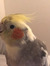 Dan