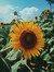Sunshine Poet