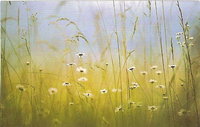 Heather Havey