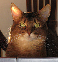 Sparkle the Designer Cat