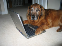 Bo Hoefinger profile picture