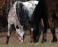 Laura Browning profile picture