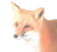 Haley Walsh profile picture