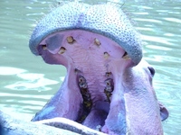 عائشة توفيق القصير