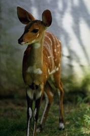 Ruby Standing Deer profile picture