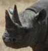 Ian Isaro profile picture
