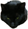 Afton Locke profile picture