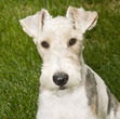 Ebook From The Dog's Mouth: Barks, Yelps & Growls about Politics, Jackasses and Blowhards, Religion, Christians and Jews, My Chosen People, Gays, Straights, ... Behar and Anything Else I Want to Yak about read Online! Ebook From The Dog's Mouth: Barks, Yelps & Growls about Politics, Jackasses and Blowhards, Religion, Christians and Jews, My Chosen People, Gays, Straights, ... Behar and Anything Else I Want to Yak about read Online!