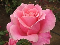 Bon Rose