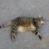 Patrick O'Scheen profile picture