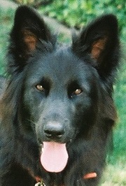 Frank Hofer