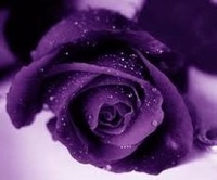 Tara  Rose profile picture