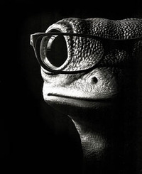 The Gecko profile picture