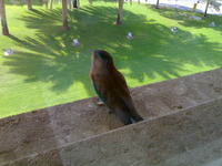 Haifa Busamra profile picture