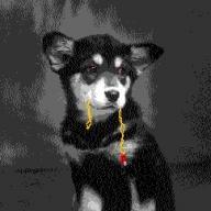 Chew Toy profile picture