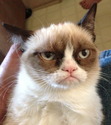 Ebook The Grumpy Guide to Life: Observations from Grumpy Cat read Online! Ebook The Grumpy Guide to Life: Observations from Grumpy Cat read Online!
