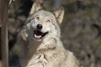 Adam  Wolf profile picture