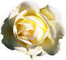 Carolyn Rosewood profile picture