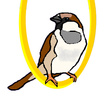 Sparrow