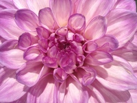 Elizabeth D. Gray profile picture